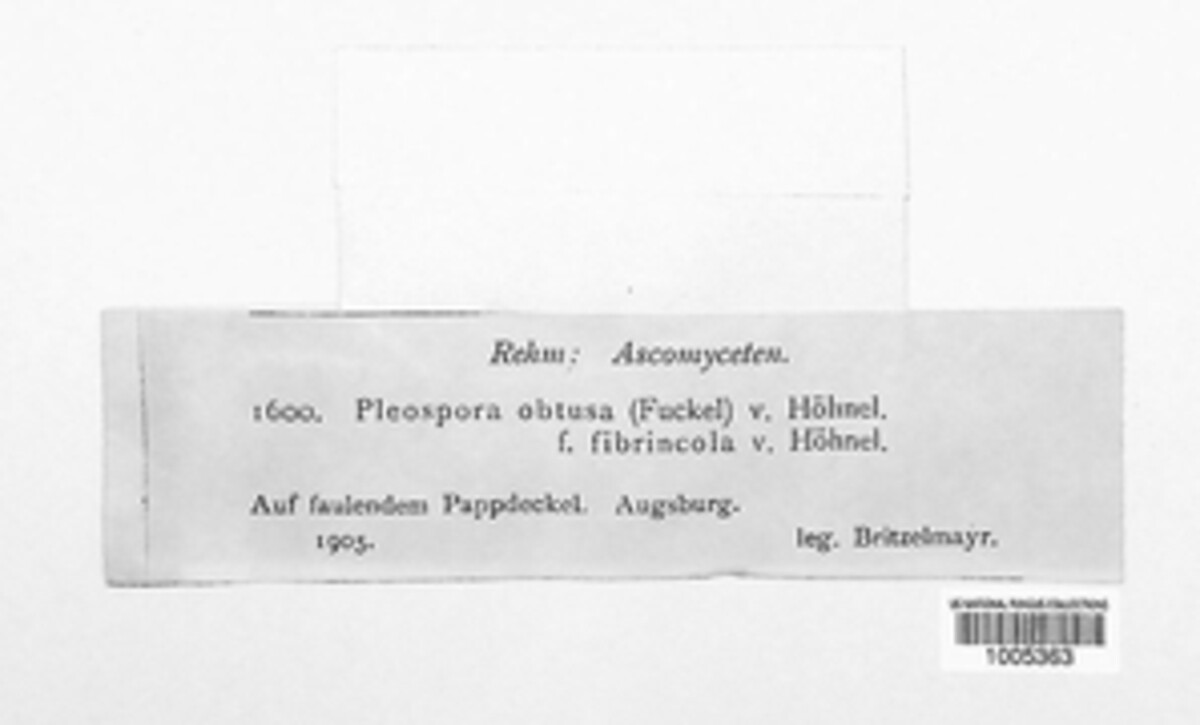 Montagnula obtusa image